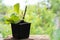 Peony plant seedling in a plastic pot with natural soil