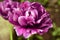 Peony purple tulip on a green background. Tulip with streaks on leaves.