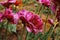 Peony purple tulip on a green background. Tulip with streaks on leaves.