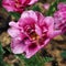 Peony purple tulip on a green background. Tulip with streaks on leaves. Flower tulip after rain in the garden.