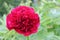 Peony Red Maroon Flower