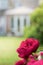 Peony rose growing in a garden