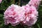 Peony `Sandra Bernhard`