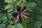 Peony seed pods with popping black seeds