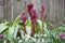 Peony shoots emerging in spring, UK garden