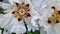 Peony shrub that blooms with beautiful large white flowers. Peony sufruticum