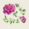 Peony sketch vector illustration. hand drawn spring flower