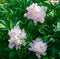 Peony `Sorbet`. close-up of three flowers in botanical garden