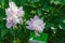 Peony `Sorbet`. close-up of two flowers in botanical garden