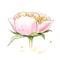 Peony with stamen in watercolor. Watercolor painting of peony.