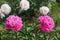 Peony Suzette is a herbaceous perennial with powerful fleshy root tubers. Bush height 90cm, double, pale pink, abundant flowering.