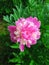 Peony - a symbol of love and wealth.