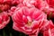 Peony tulip columbus, glowing reddish pink and has decorative white edge. Close-up