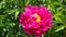 Peony â€“ a truly magnificent flower.
