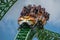 People amazing terrific Cheetah Hunt rollercoaster on lightblue cloudy sky background 58