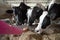 People and animal husbandry concept - farmer hand feeding cow with hay in cowshed at dairy farm