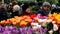 People attend spring flowers market at day time