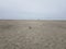 People at the beach with ocean waves and sand and bird