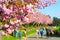 People blooming sakura alley flowers