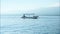 People on a boat sail behind the Stenellalongirostris family of dolphins that jump out of the water in the open, clear sea