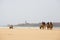 People on the camel at the beach