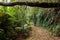 People carring large backpacks on a rainforest trail in Brazil