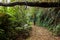 People carring large backpacks on a rainforest trail in Brazil