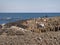 People climb on the rocks of the famous Giants Causeway in Northern Ireland - BUSHMILLS. NORTHERN IRELAND - MAY 12, 2019