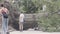 People come and go around gigantic fallen tree in park