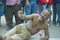 People crawling in religious ceremony at San Lazaro Catholic Church in El Rincon, Cuba, site of annual Procession of San Lazaro fe