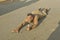 People crawling in religious ceremony at San Lazaro Catholic Church in El Rincon, Cuba, site of annual Procession of San Lazaro fe