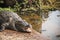 People with crocodile at the Tomb Mosque in bagerhat, Bangladesh