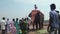 People crowed in local market near elephant