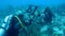 People diving caribbean sea underwater video