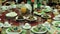 People eating at post-Soviet buffet party, low cost restaurant dinner, timelapse