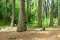 People embracing trees Valaam on Ladoga Lake in Karelia in Russia