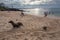 People enjoy the beach with Sea lion that live near the beach in San Cristobal before sunset , Galapagos