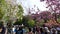 People enjoy sakura hanami, Ueno park, Tokyo, Japan