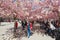 People enjoy walking under blossoming cherry trees at Kungstradgarden in Stockholm, Sweden.