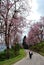 People Enjoying Cherry Blossom in