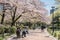 People enjoying cherry blossom