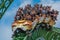 People enjoying terrific Cheetah Hunt rollercoaster , during last summer vacation 71