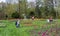 People enjoying the tulip garden in Elizabeth Park, West Hartford, Connecticut