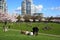 People enjoyng park on sunny day. Beautiful cherry blossom on background.