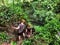 People exploring the dense wet jungle in central Vietnam to the Phong Nha cave system.