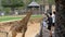 People feed the giraffe from the hands in the Khao Kheow Open Zoo. Thailand