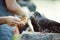 People feed pigeons with bread in the street, close-up