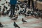 People feed pigeons on city street, close up