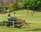 People feed the sacred deer in Nara Park