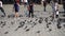 People feeding pigeons in Beyazit square in istanbul, Turkey